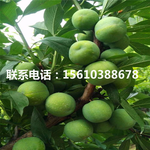 西梅和李子哪个通便 吃西梅的6个禁忌