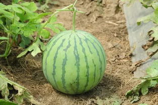 西瓜卷须干了是几成熟 西瓜卷须干枯一定熟了吗