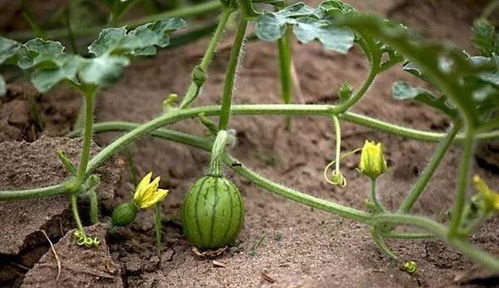 西瓜坐瓜后多远掐尖 西瓜怎么掐尖打杈图解