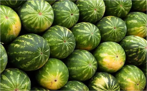 西瓜子要泡几个小时才能种 干西瓜子要泡几个小时