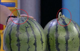 西瓜分公母吗如何辨别 西瓜公母区别图片