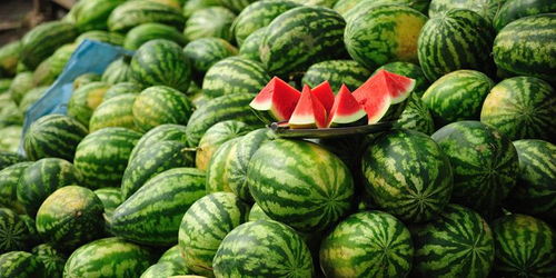 西瓜生长观察日记 西瓜生长过程步骤图