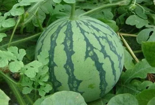 西瓜排名第一名是 中国最甜的西瓜排名