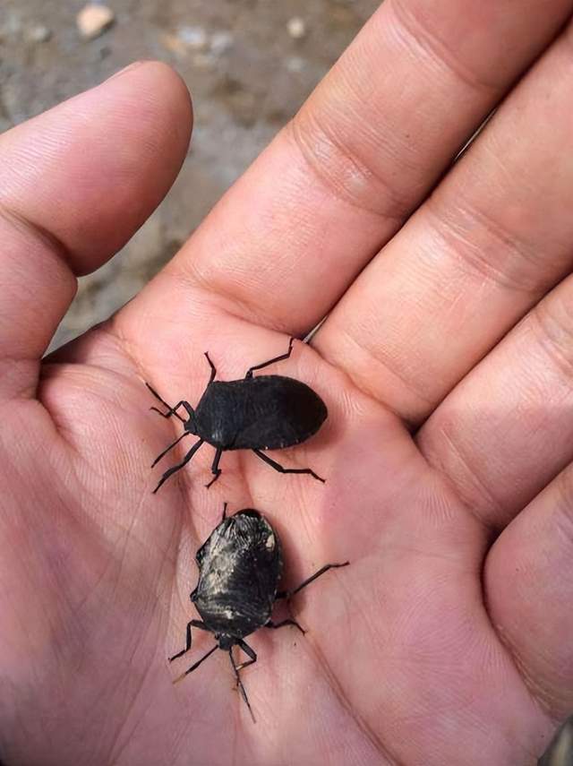西瓜虫为什么不能踩死 西瓜虫大量出现意味着什么