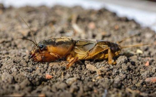 西瓜虫的弱点是什么 西瓜虫能用手抓吗