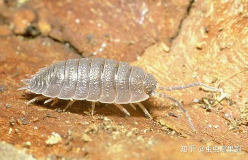 西瓜虫对人体有害吗 西瓜虫为什么不能踩死