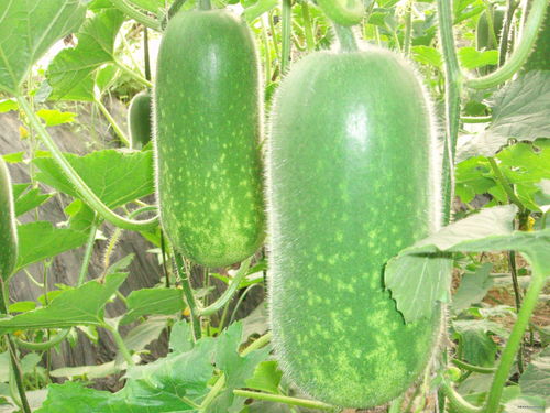 西瓜是粗纤维食物吗 十大粗纤维蔬菜