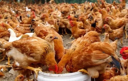 识别土鸡的最佳方法 真土鸡与假土鸡的区别
