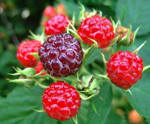 覆盆子对女性子宫卵巢的功效 覆盆子对妇科病的作用