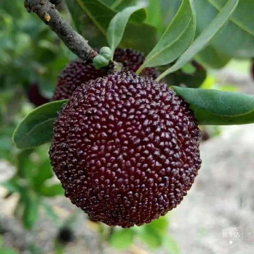 覆盆子对肾的危害 六种人不能吃覆盆子