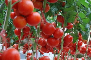 西红柿是哪个国家的 土豆是哪个国家的