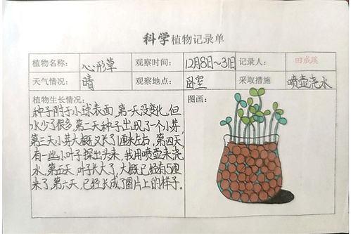 观察一种植物,(写过程) 记录一个植物的生长过程