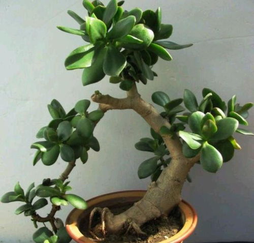 让玉树枝干变粗方法 玉树枝干发软怎么补救