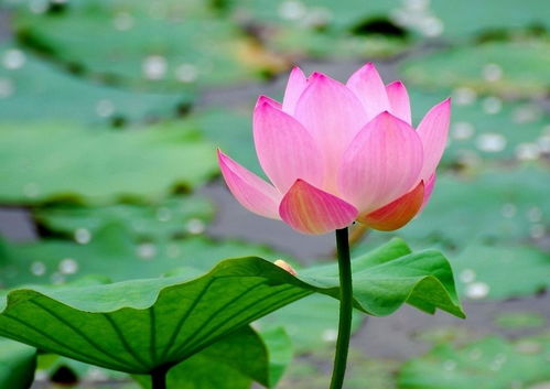 观荷花有感一句话 荷花短句八个字