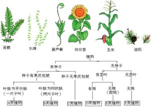 观察植物的发现50字 小学一年级植物50字