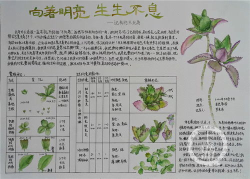 观察植物西红柿生长过程日记 西红柿成长的过程简单写