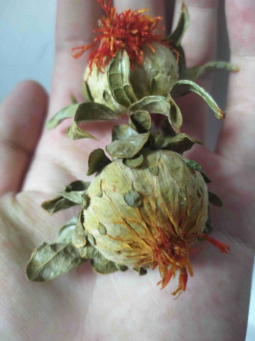 西红花好还是藏红花好 西红花一周可以喝几次