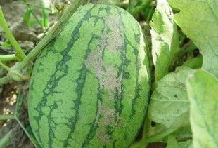 谁把土豆带到了中国 西瓜是谁带入中国的