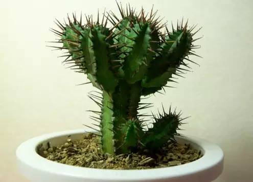 说出几种植物的根的作用 仙人掌的根有什么作用