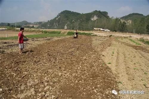 豆角最忌三种肥料 豆角施肥正确方法