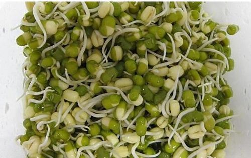 豆芽1一7天的生长日记 绿豆观察10天记录表图文