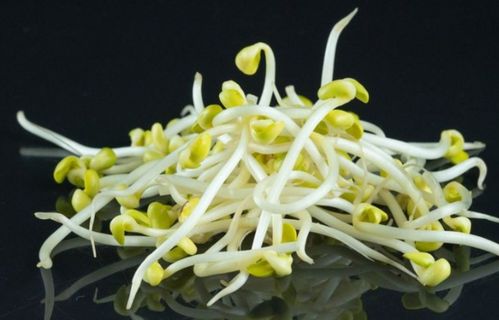豆芽生长过程记录表20天 豆芽13天生长过程