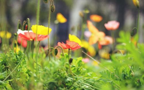 象征鼓励和希望的花 代表希望和曙光的花