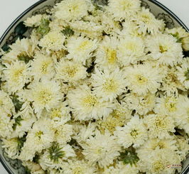 贡菊的副作用太大了 贡菊泡水的禁忌