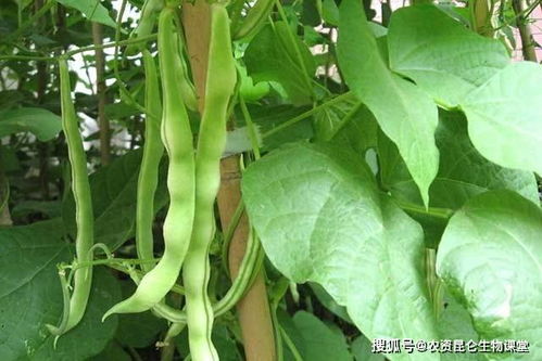 豆角施肥正确方法 豆角最忌三种肥料