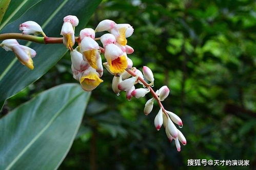 豆蔻为什么指十三四岁的少女 豆蔻比喻女的什么部位