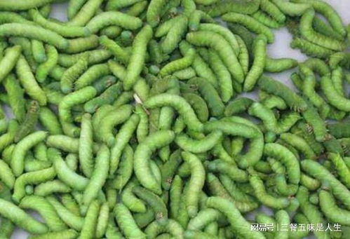 豆丹吃皮还是吃内脏 豆虫炸着吃怎么清理内脏