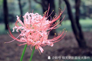 象征着不死和永生的花 花语是死亡与新生的花