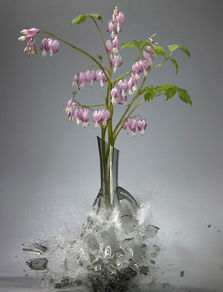 象征神秘与强大的花 代表毁灭与重生的花