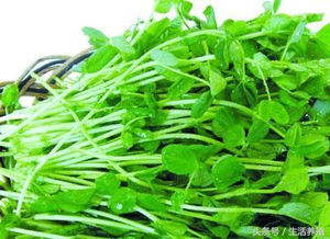 豌豆苗可以收割几次 豌豆苗的水培方法