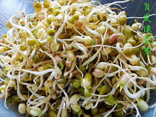 豆芽长的越快越好的建议 怎么才让豆芽长得又好又快的