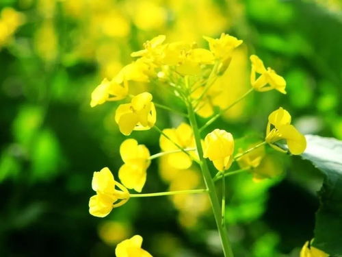 赏油菜花的心情短句 油菜花感悟人生