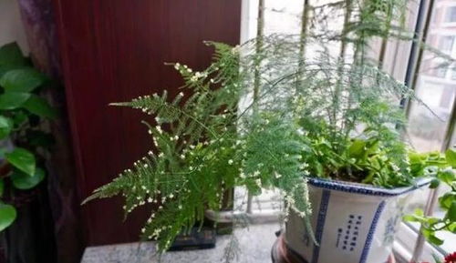 赞美文竹的简短句子 文竹的品质和精神