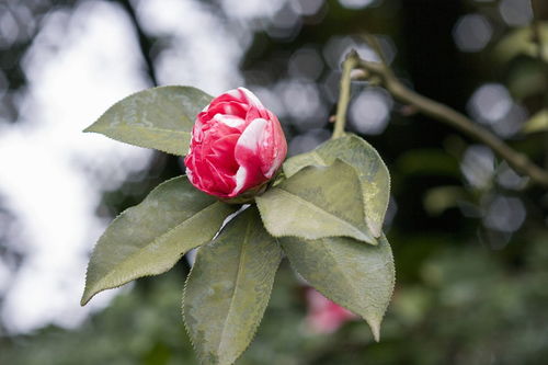 赞美茶花的一句话简短 形容茶花的美句