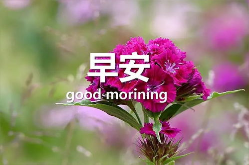 赏花发朋友圈的精美句子 看到花心情好的句子
