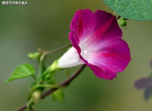 路边的喇叭花有毒吗 牵牛花对人体有害吗