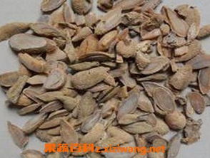 路路通对女性的功效与作用 路路通的副作用和毒性