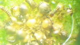 贯众属于蕨类植物吗 贯众是什么植物