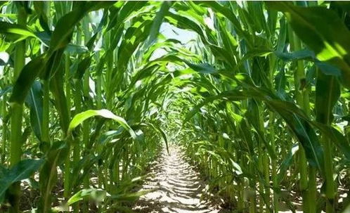 越是高温玉米长得越快 39度高温玉米生长吗