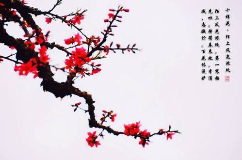 赞美梅花经典佳句 梅花的浪漫诗句