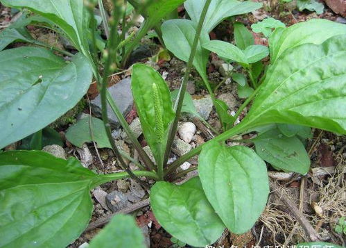 车前草治什么病最好 车前草水能天天喝吗