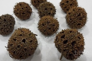 路路通的神奇功效 路路通的奇效偏方