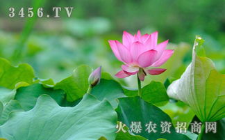 赏荷花发朋友圈的心情说说 荷花拍照朋友圈文案