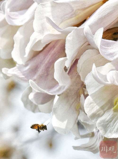 路边一簇一簇的粉色花 一根茎上开一串粉色的花