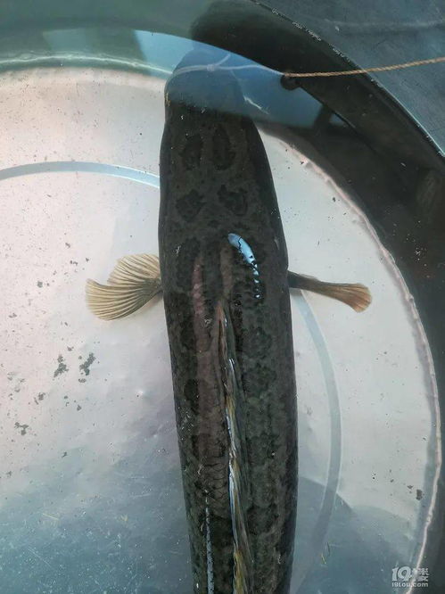 超市为什么不让卖黑鱼 家里为什么不能养黑鱼