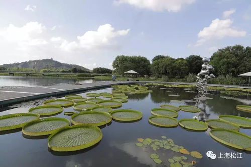 辰山植物园睡莲展2023时间 8月辰山植物园有什么花